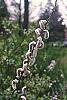Salix gracilistyla flowers