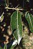 Salix pentandra leaves
