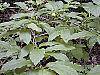 Pyrularia pubera habit