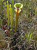 Sarracenia flava habit