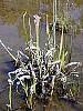 Sarracenia leucophylla habit