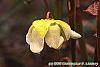 Sarracenia minor flowers