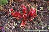 Sarracenia purpurea var. burkii habit