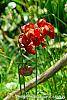 Sarracenia rubra flowers
