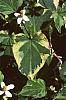 Houttuynia cordata 'Chameleon'