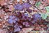 Heuchera 'Amethyst Mist' habit