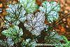Heuchera 'Amethyst Mist' leaves