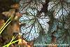 Heuchera 'Amethyst Mist' leaves