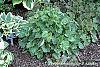 Heuchera americana 'Dale's Strain' habit