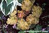 Heuchera 'Amber Waves' habit