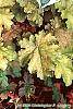 Heuchera 'Amber Waves' leaves