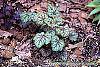 Heuchera 'Green Spice' habit