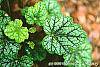 Heuchera 'Green Spice' leaves