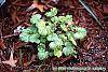 Heuchera 'Petite Lime Sherbet' habit