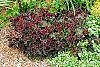 Heuchera 'Purple Petticoats' habit