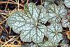 Heuchera 'Regina' leaves