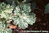 Heuchera 'Snow Angel' leaves