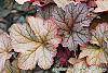 Heuchera 'Pinot Gris' leaves