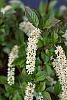 Itea virginica flowers