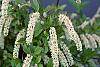 Itea virginica flowers