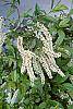 Itea virginica flowers