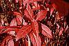 Itea virginica fall color