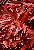 Itea virginica fall color