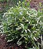 Itea virginica 'Henry's Garnet' habit