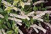 Itea virginica 'Henry's Garnet' flowers