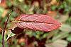 Itea virginica 'Henry's Garnet' fall color
