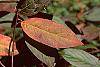 Itea virginica 'Henry's Garnet' fall color