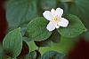 Philadelphus coronarius flowers