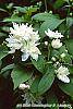 Philadelphus x virginalis 'Minnesota Snowflake' flowers