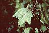 Ribes americana leaves