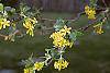 Ribes odoratum flowers