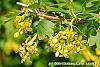 Ribes odoratum flowers