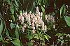 Tiarella cordifolia
