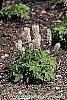 Tiarella cordifolia 'Spring Symphony' habit