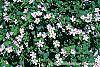 Bacopa 'Lavender Storm' habit