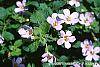 Bacopa 'Lavender Storm' flowers