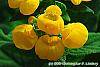 Calceolaria 'Goldie' flowers