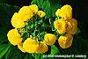 Calceolaria 'Goldie' flowers