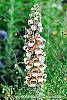 Digitalis ferruginea flowers