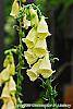 Digitalis grandiflora 'Carillon' flowers