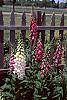 Digitalis purpurea