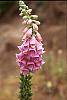 Digitalis purpurea