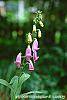 Digitalis thapsi 'Spanish Peaks' flowers
