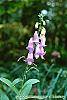 Digitalis thapsi 'Spanish Peaks' flowers