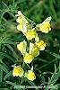 Linaria vulgaris flowers