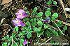 Mazus reptans flowers